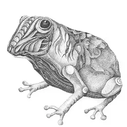 Frog with ink and drawing pencil