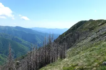 Rückweg, ein paar Meter unterhalb der Plattform - was nach dem Brand vom Wald übrig blieb