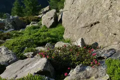 Alpenrosenblüte Alpenrosenblüte