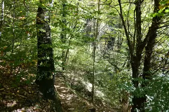 Weiter durch schönen Herbstwald nach Bordei